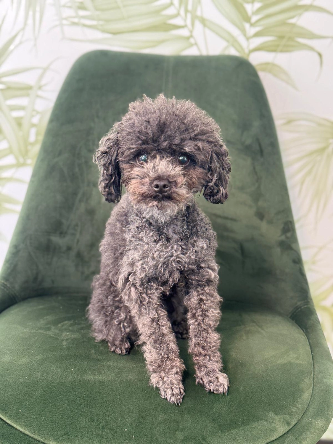 Johnny von C'est la vie — Hair, Tattoo & Piercing — Oberboihingen